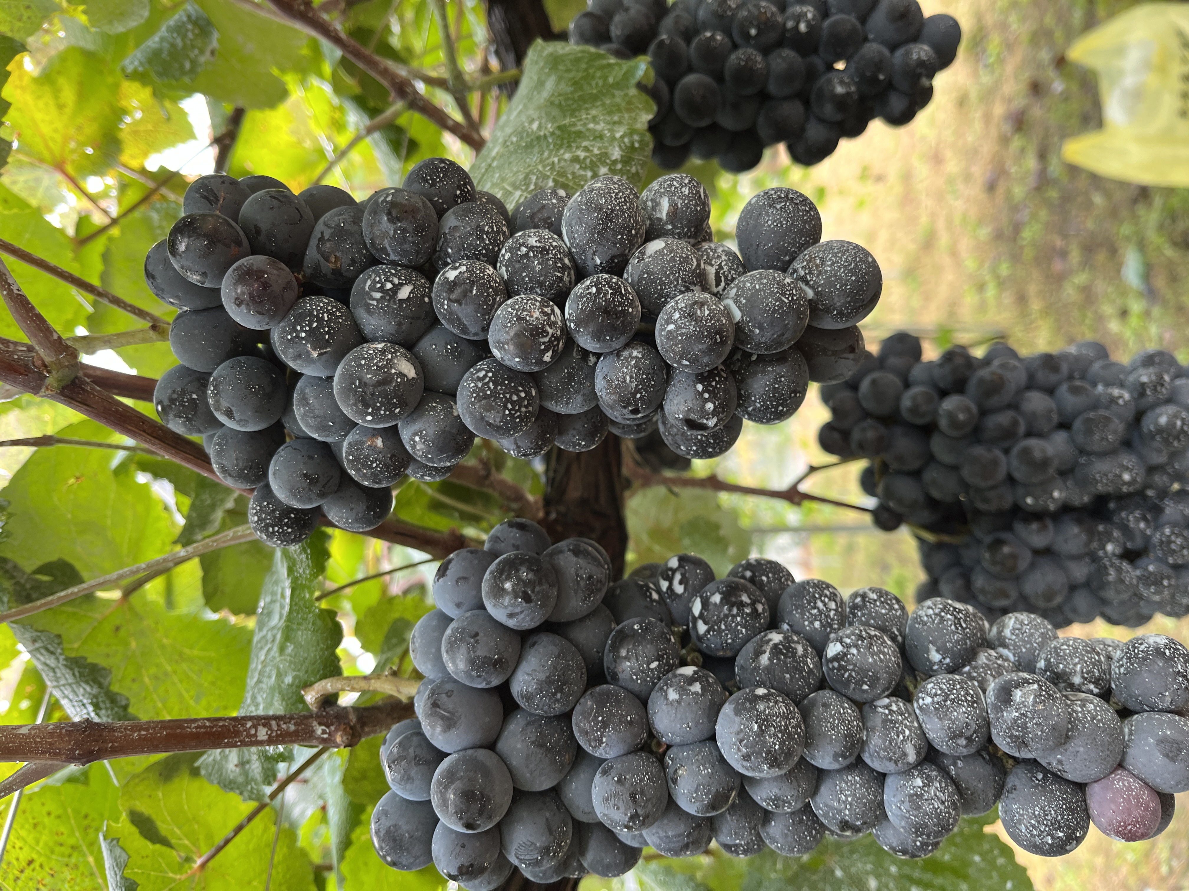 山梨ワイン石鹸