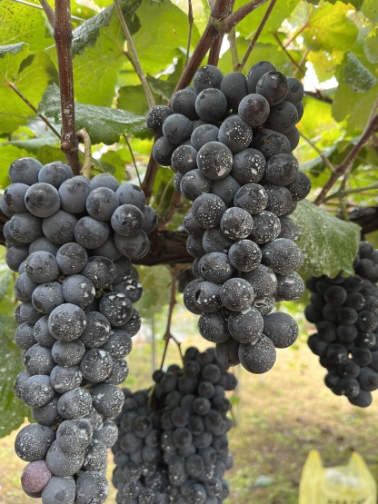 山梨ワイン石鹸