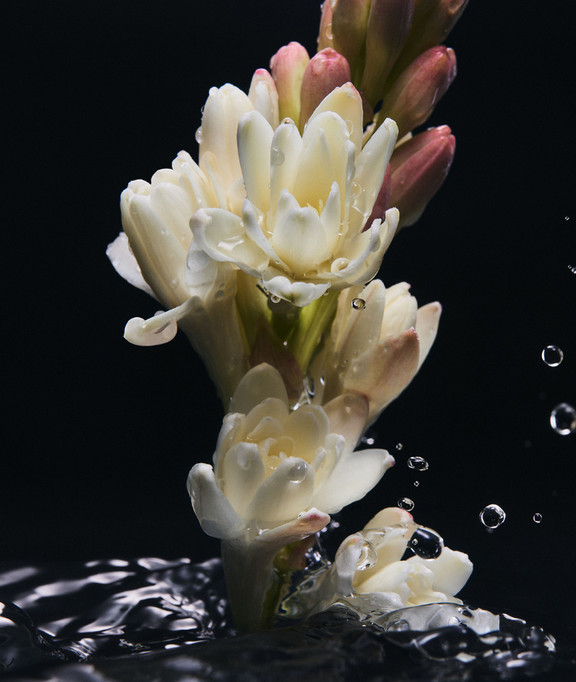 PDP-BE-new-Velvet-Desire-widgetD-ingredients-Tuberose-img-thron