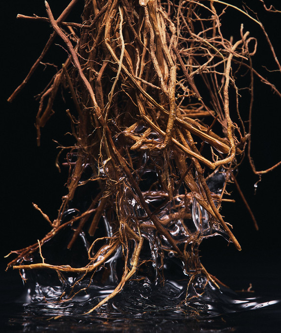 PDP-BE-new-Velvet-Vetiver-widgetD-ingredients-Vetiver-img-thron