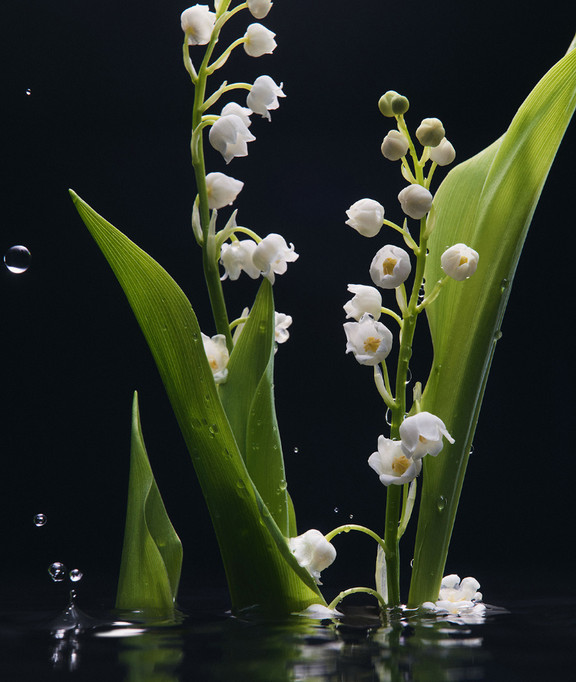 PDP-BE-new-Velvet-Mughetto-widgetD-ingredients-Mughetto-img-thron