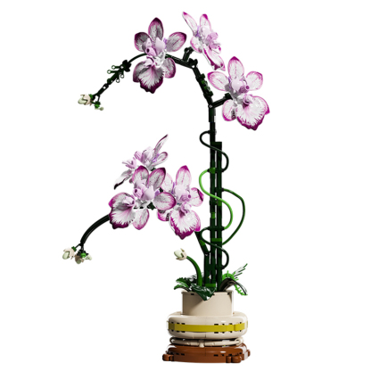 The Oncidium-marstoy