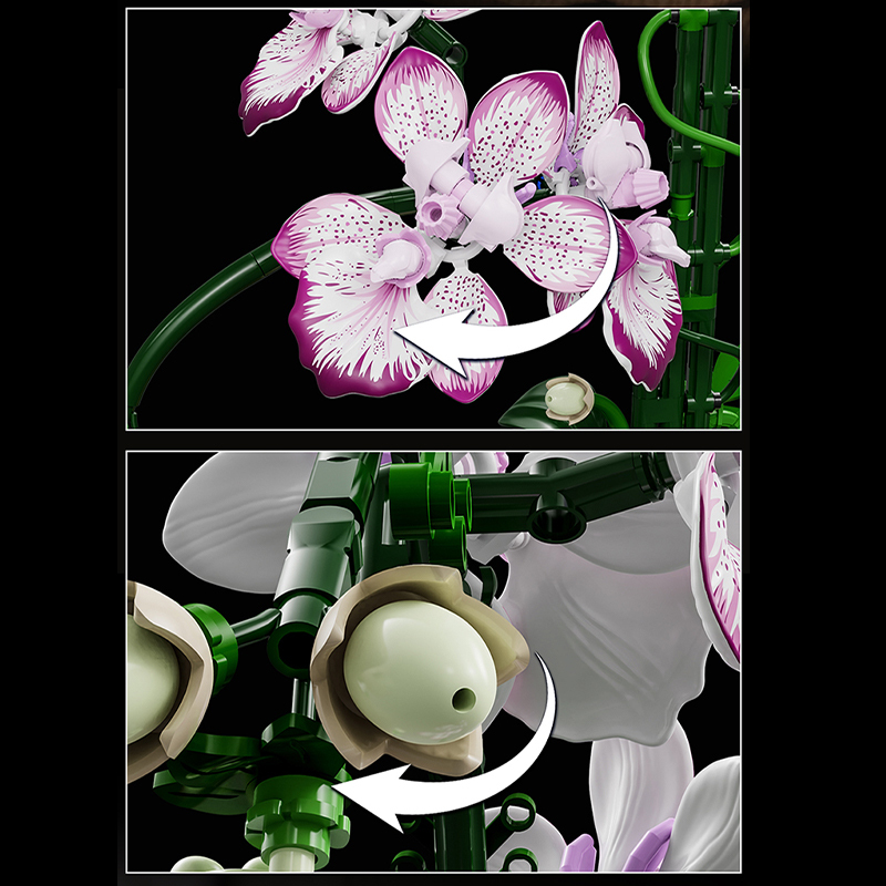 The Oncidium-marstoy