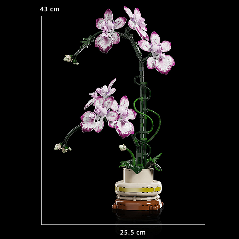 The Oncidium-marstoy