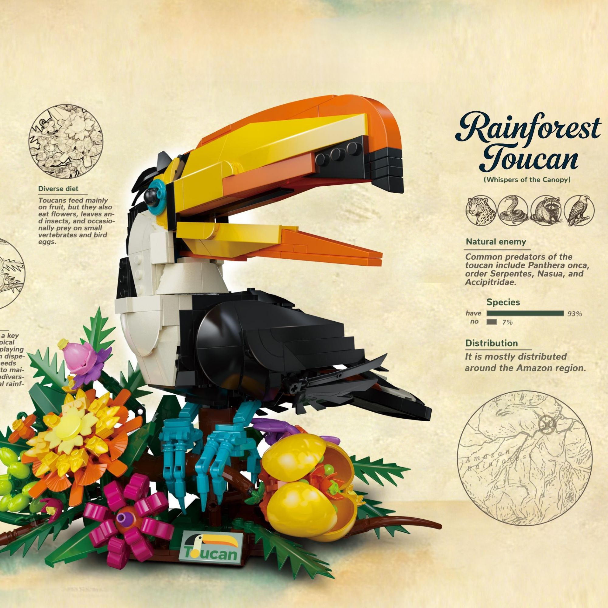 The Rainforest Toucan