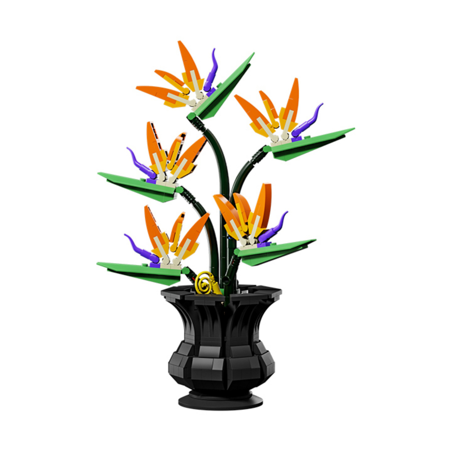 The Bird of Paradise