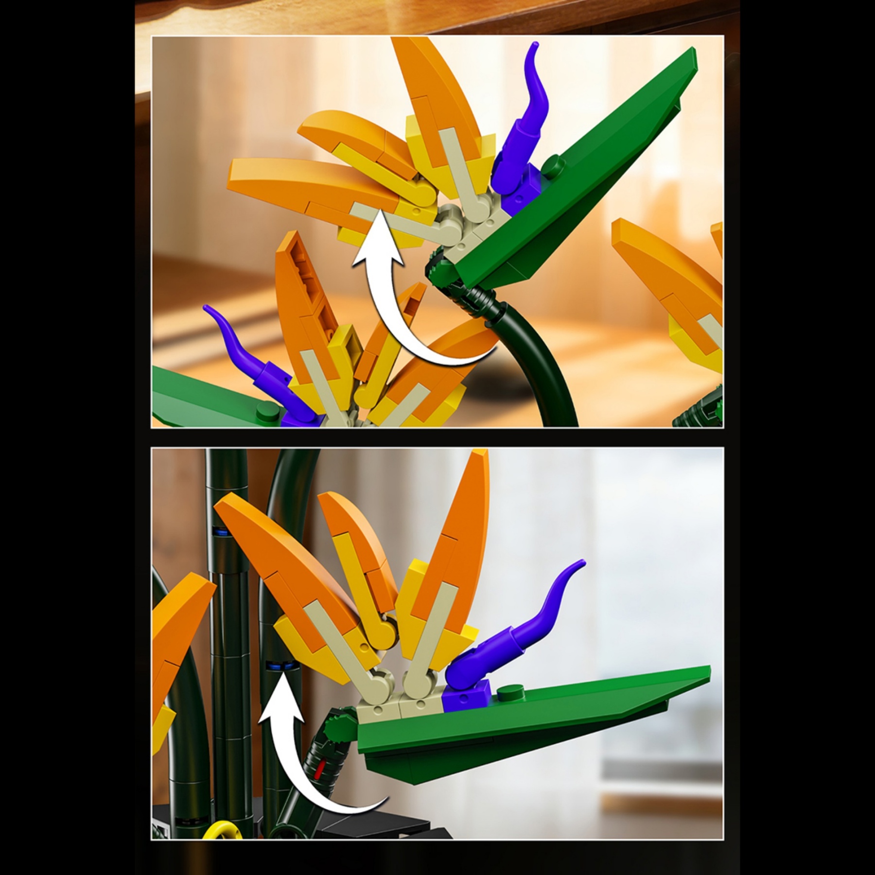 The Bird of Paradise