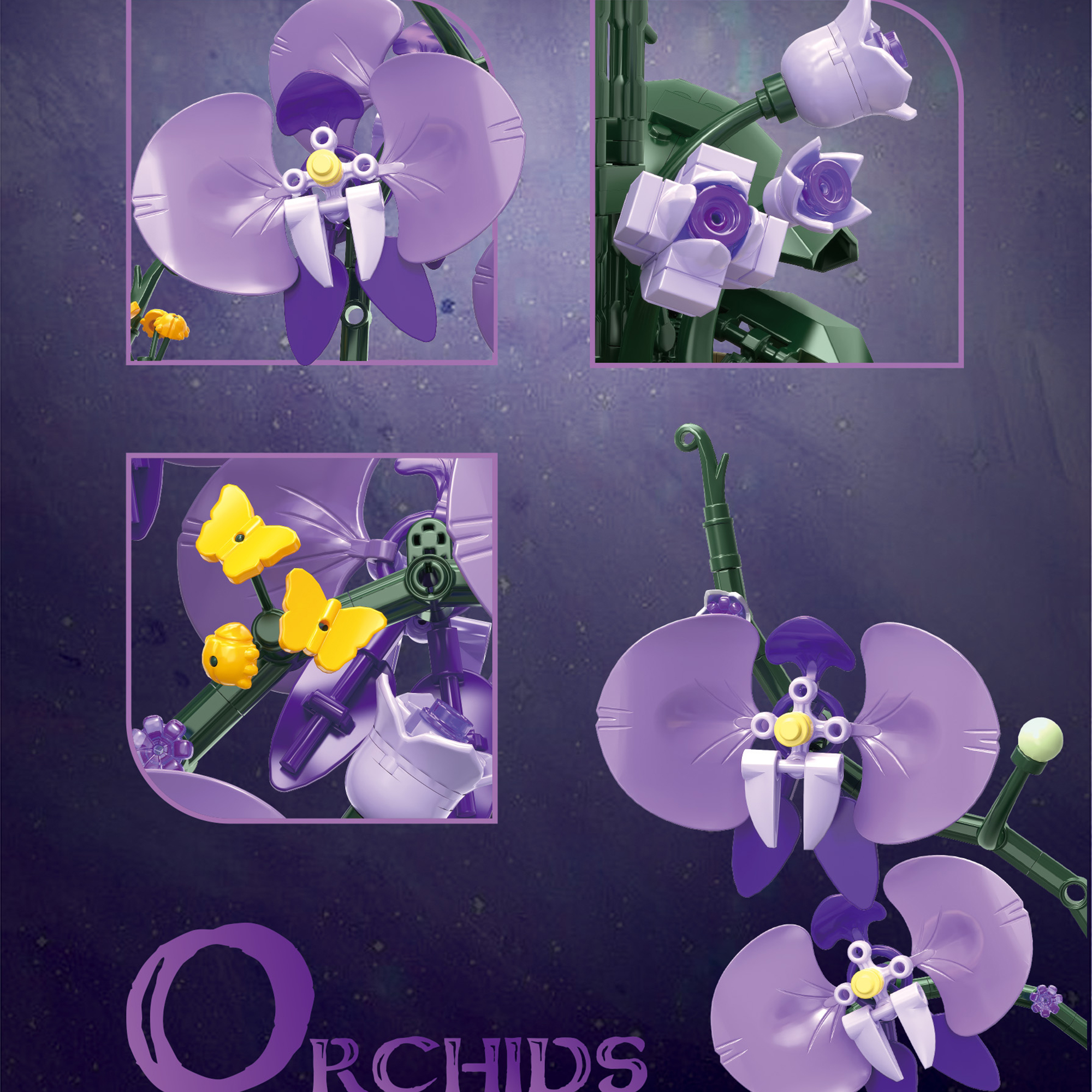 The Moth Orchids
