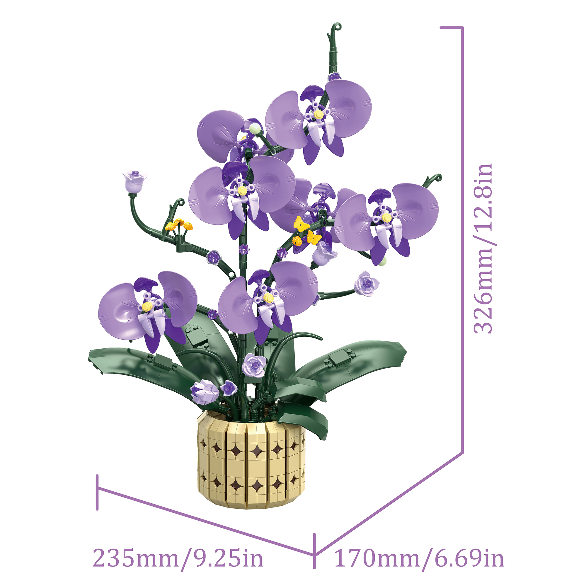 The Moth Orchids