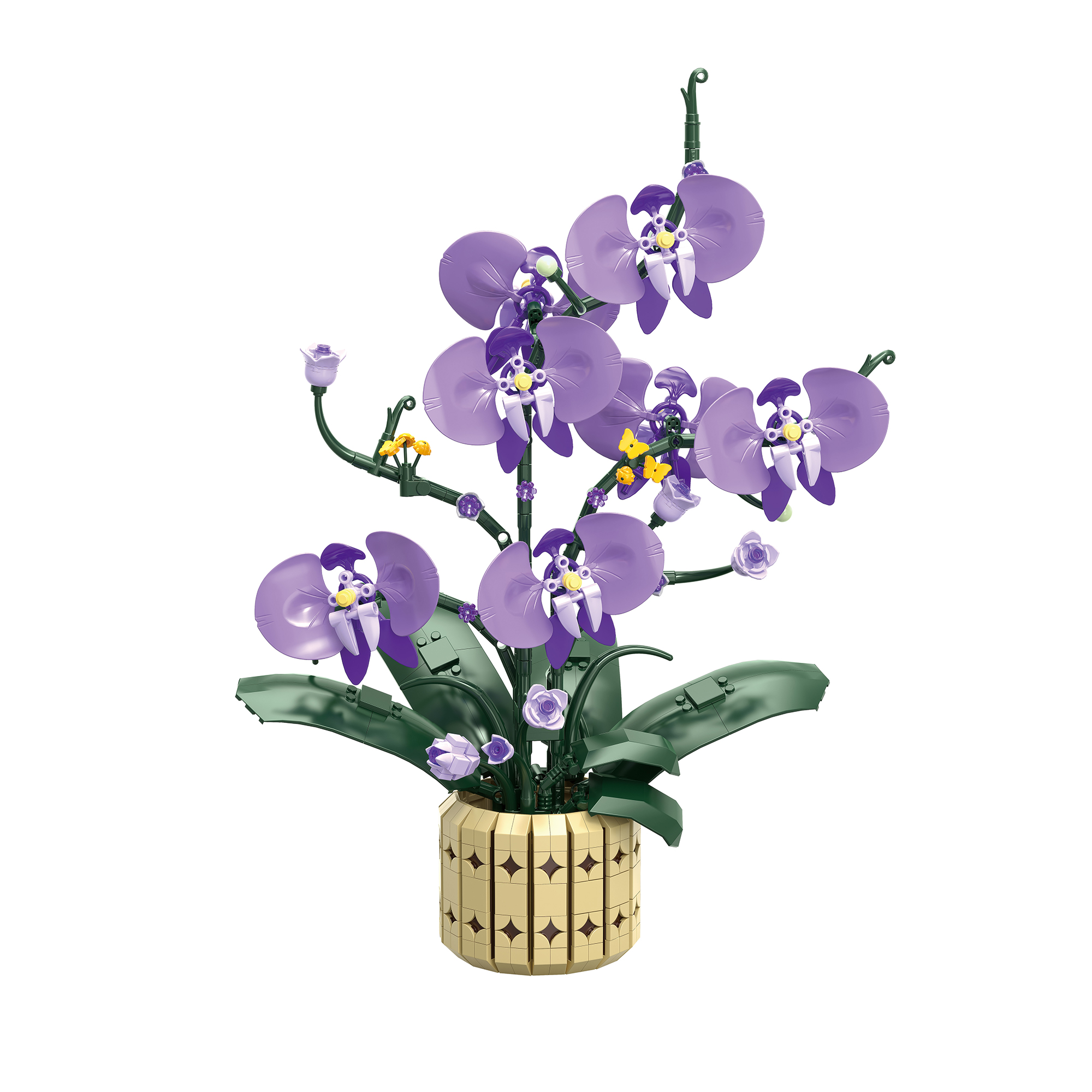 The Moth Orchids