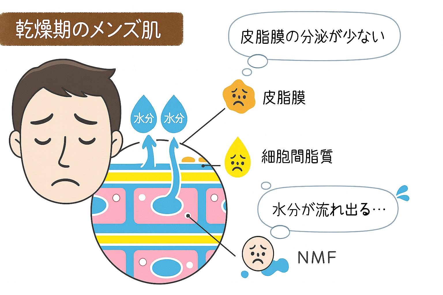 皮脂膜の分泌が少なく、水分が流れ出る