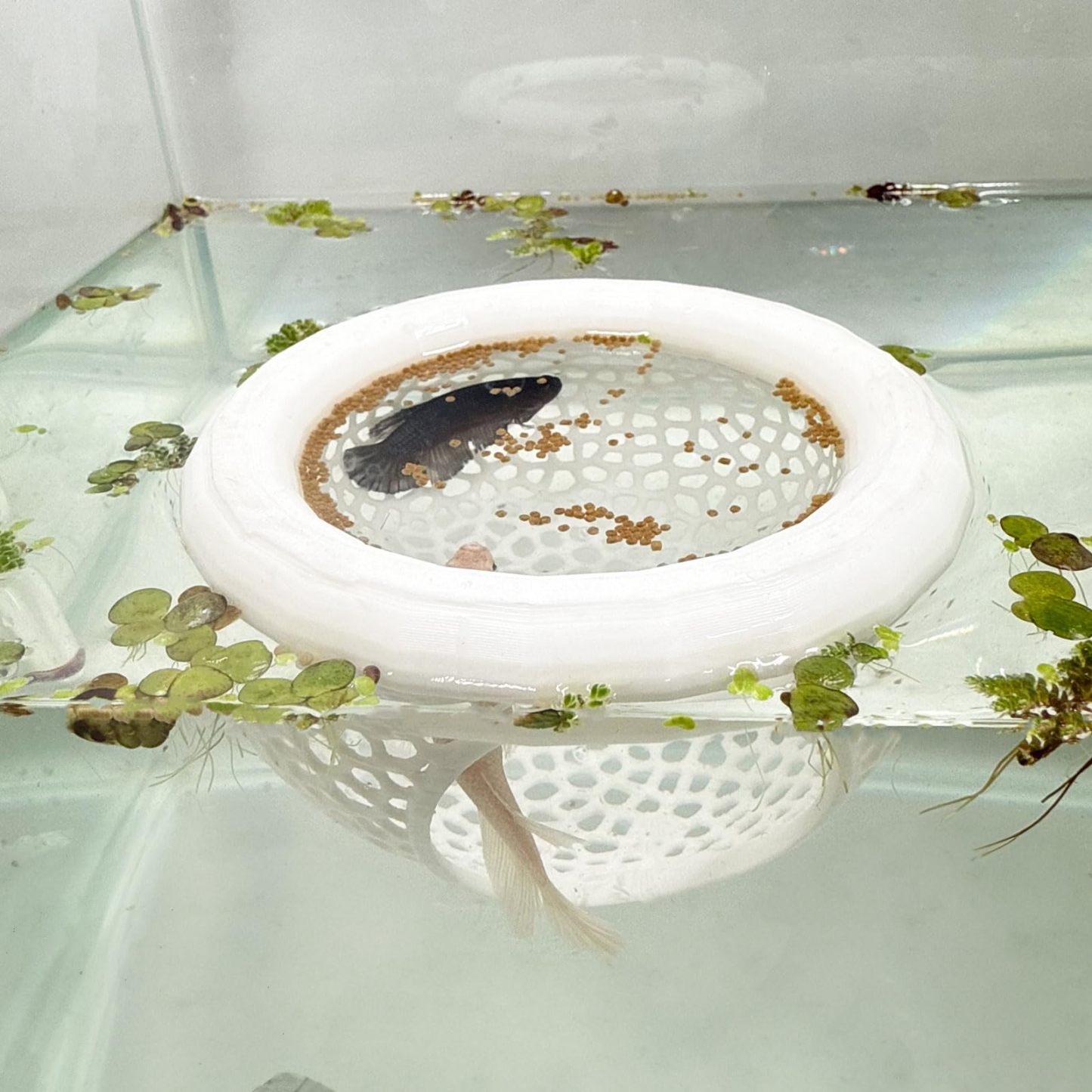 🔥HOT SALE - 49% OFF🔥Floating Fish Lounge, Aquarium Hidden Feeding Decorative Accessory