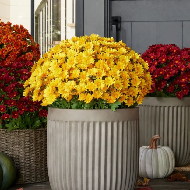 🔥HOT SALE - 49% OFF🔥Artificial Outdoor Sunset Mums Flowers - UV resistant, Waterproof, Windproof