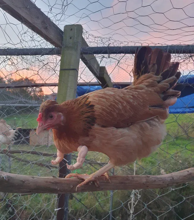 🔥HOT SALE - 49% OFF🔥FUN Chicken Arms