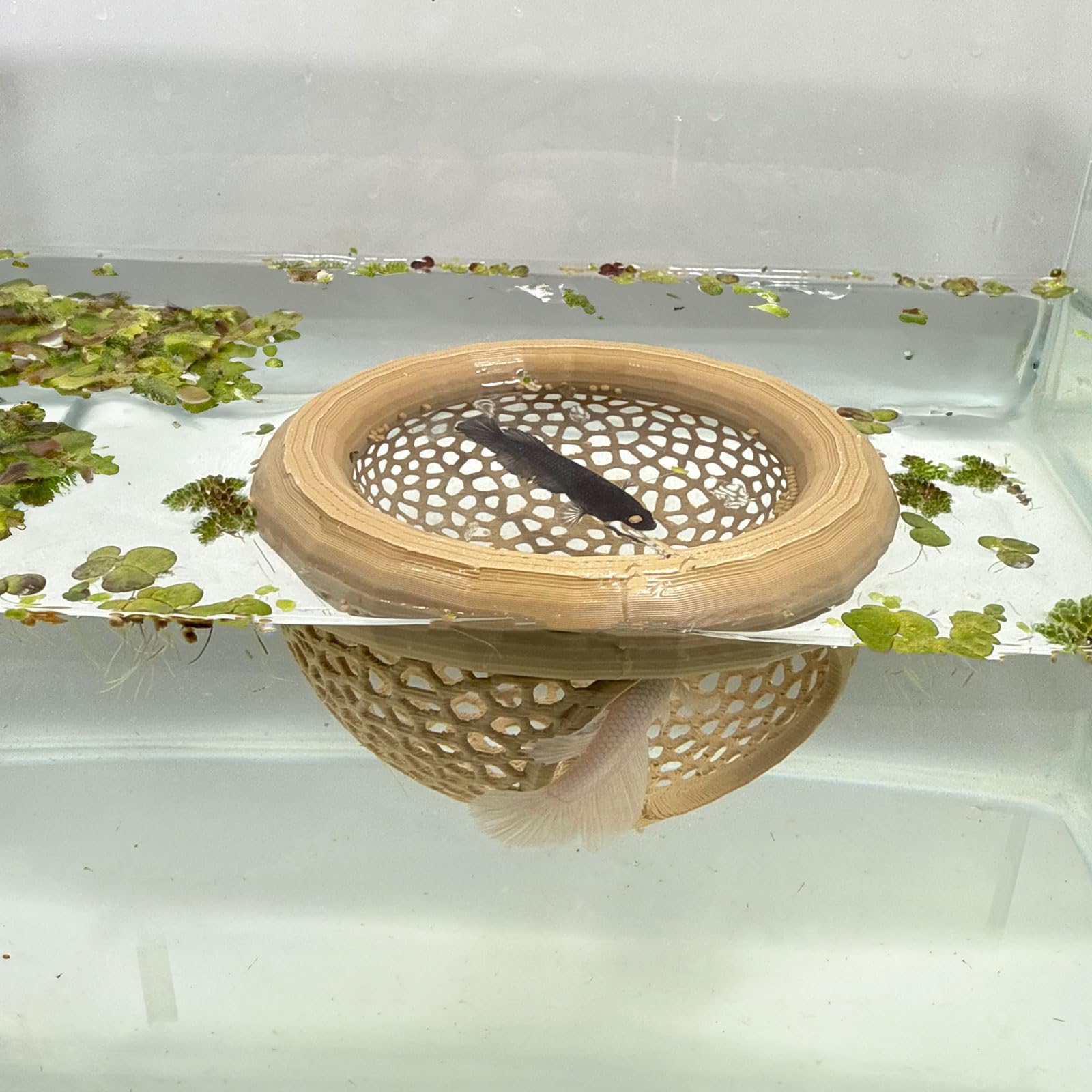 🔥HOT SALE - 49% OFF🔥Floating Fish Lounge, Aquarium Hidden Feeding Decorative Accessory