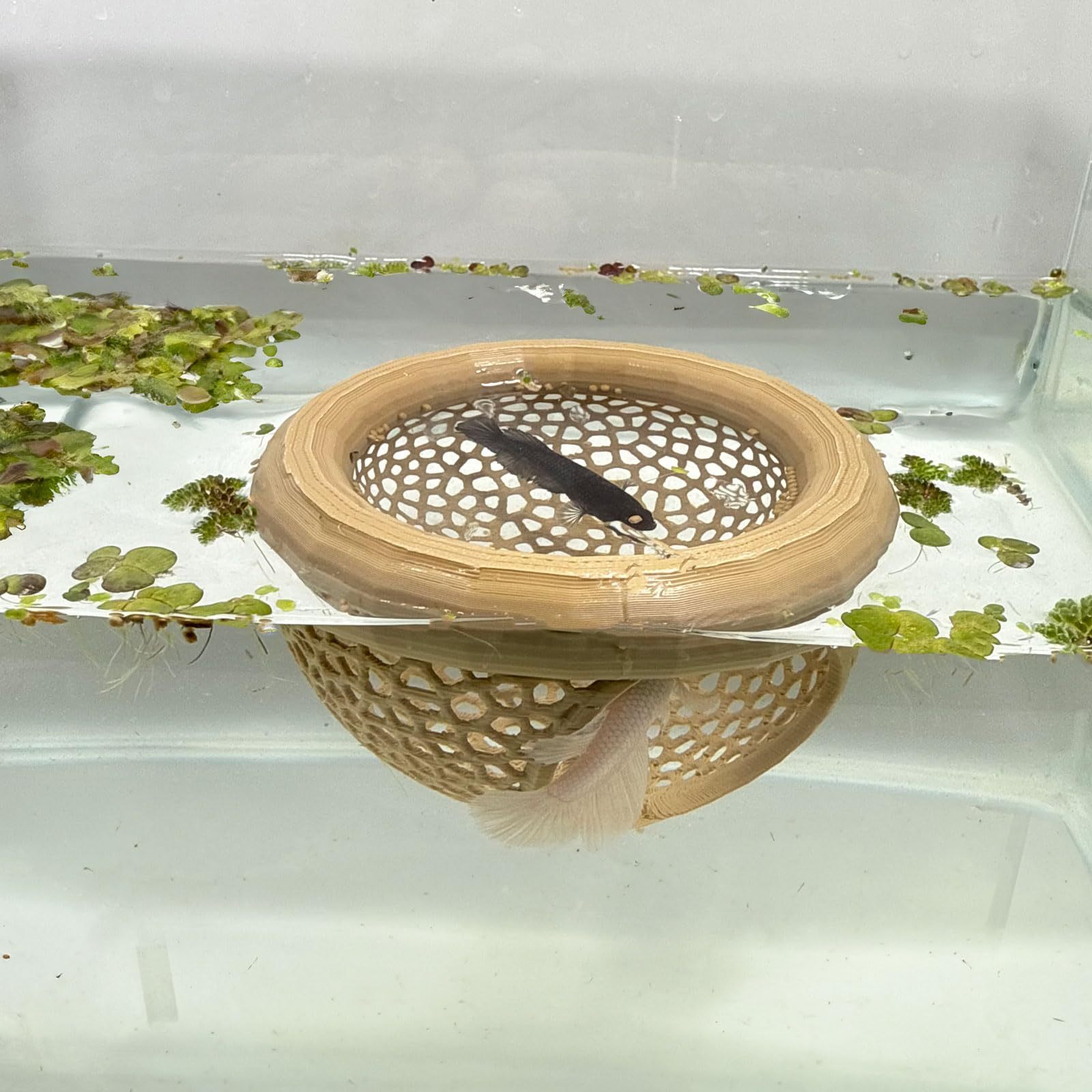 🔥HOT SALE - 49% OFF🔥Floating Fish Lounge, Aquarium Hidden Feeding Decorative Accessory