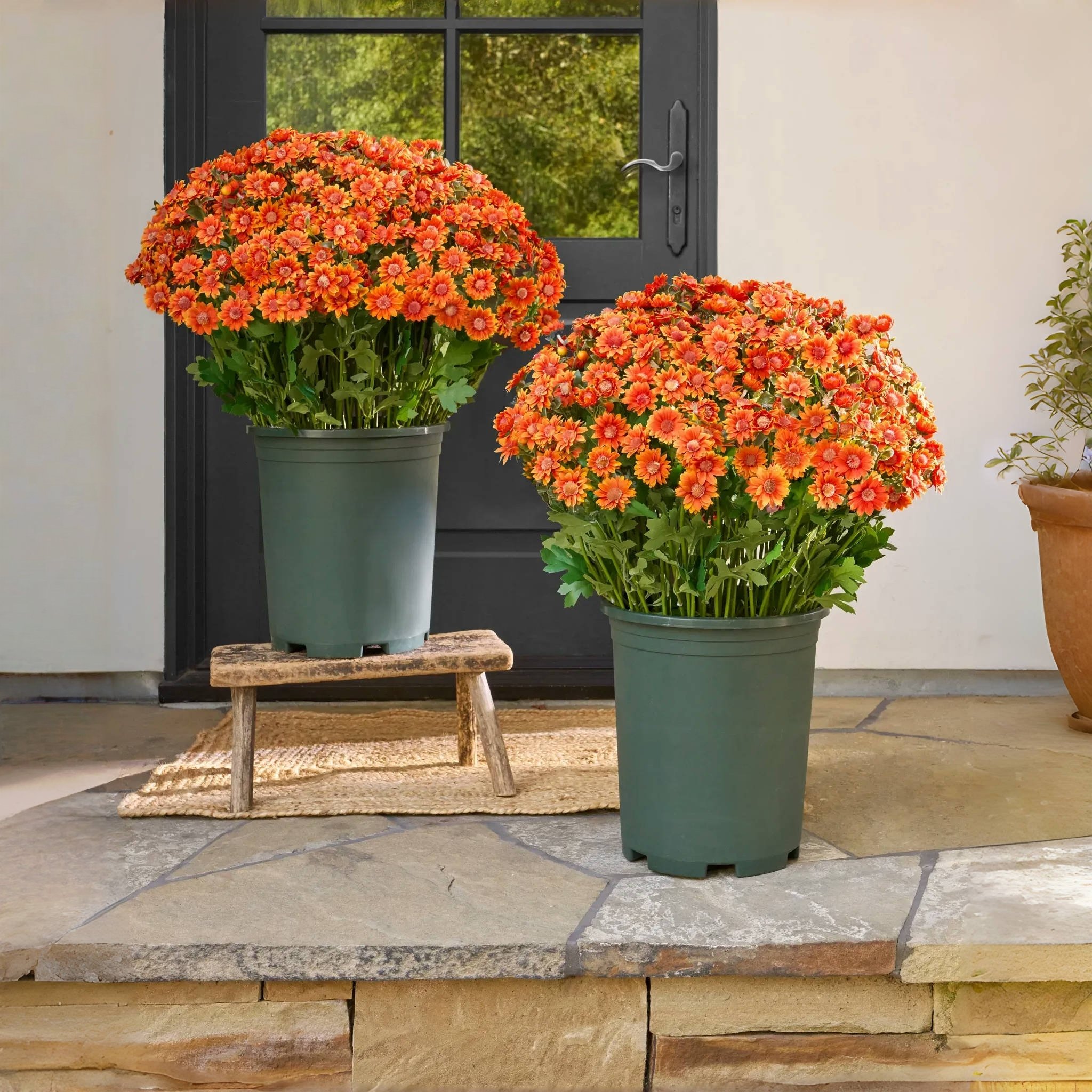 🔥HOT SALE - 49% OFF🔥Artificial Outdoor Sunset Mums Flowers - UV resistant, Waterproof, Windproof