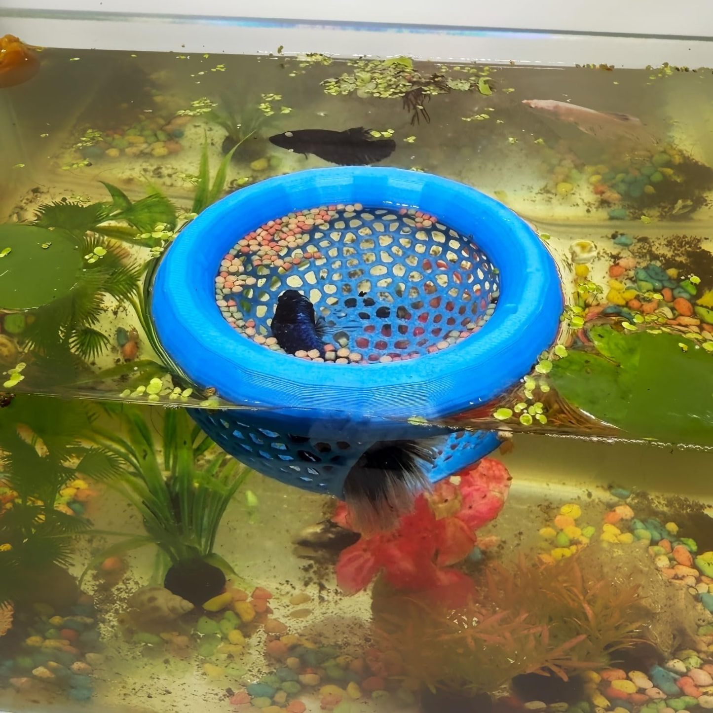 🔥HOT SALE - 49% OFF🔥Floating Fish Lounge, Aquarium Hidden Feeding Decorative Accessory