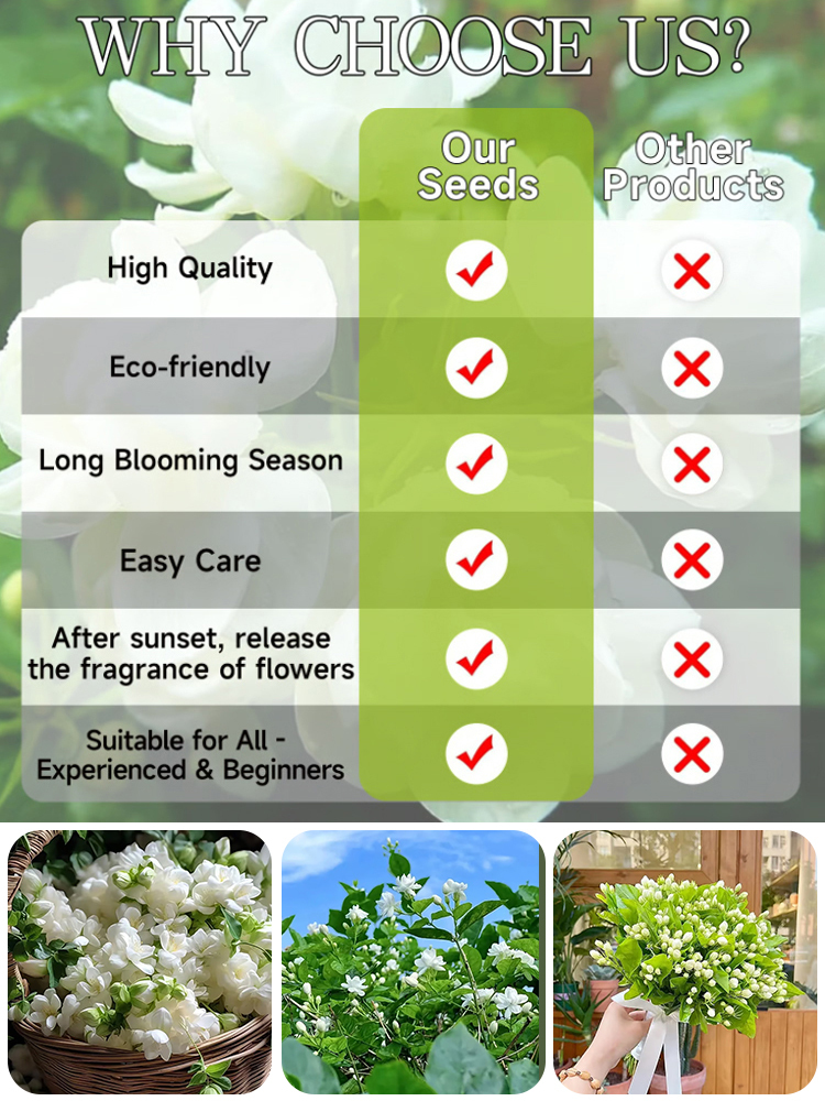 🌸Garden Night Fragrance Master - Double Jasmine Seeds, Blooms All Year Round, Fragrant at Night【Perfume of the Garden】Four Seasons Blooming Double-petaled Jasmine Seeds