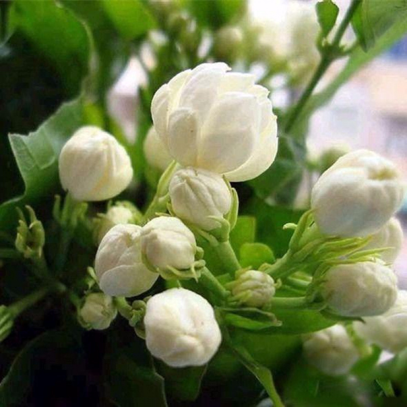 🌸Garden Night Fragrance Master - Double Jasmine Seeds, Blooms All Year Round, Fragrant at Night【Perfume of the Garden】Four Seasons Blooming Double-petaled Jasmine Seeds