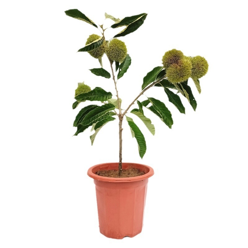 Return to the Peak and Say Goodbye to Overdraft: Dahongpao Chestnut Seedlings