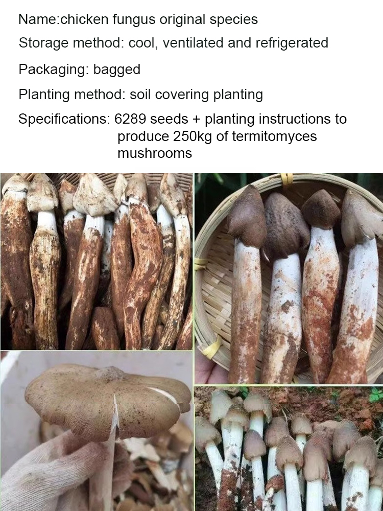 Authentic Termitomyces Mushroom Strain