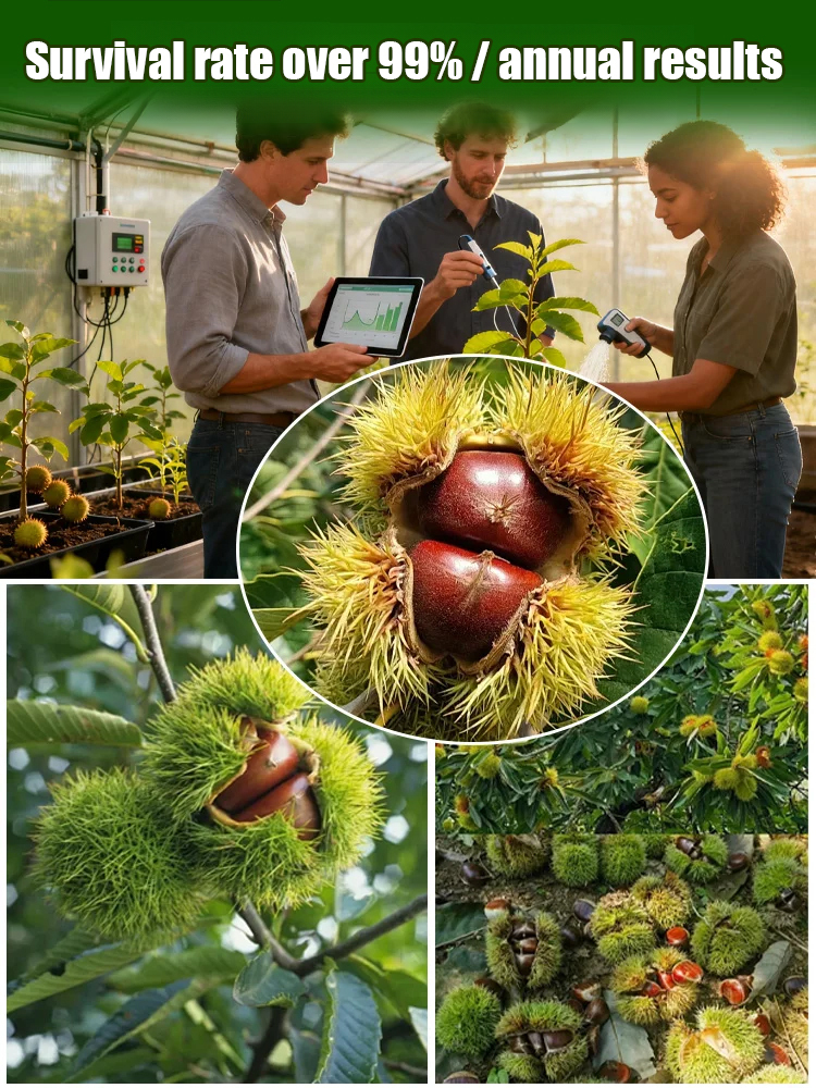 Return to the Peak and Say Goodbye to Overdraft: Dahongpao Chestnut Seedlings