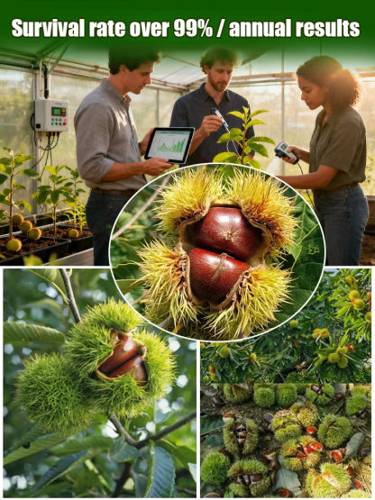 Return to the Peak and Say Goodbye to Overdraft: Dahongpao Chestnut Seedlings