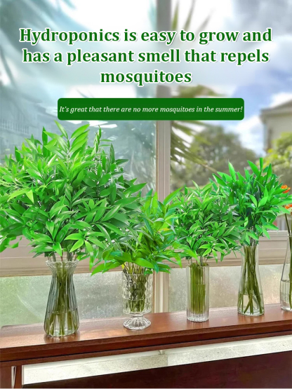 [Can survive with water] New bamboo cypress seeds