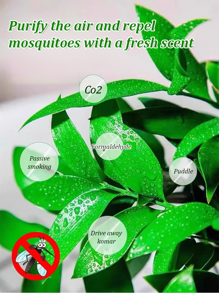 [Can survive with water] New bamboo cypress seeds