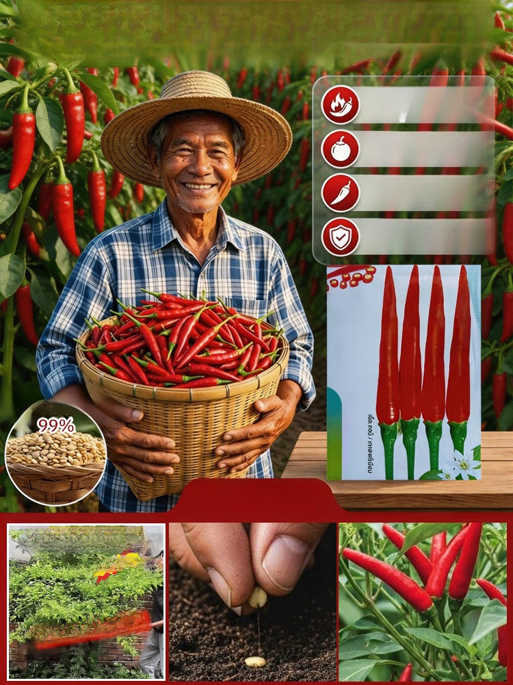 【เด็ดไม่แพ้】เมล็ดพันธุ์พริกพันธุ์ต้านโรคที่คัดสรร อัตราการงอก 99% ต้านทานโรคเยี่ยม ปลูกครั้งเดียวเก็บได้ทั้งปี