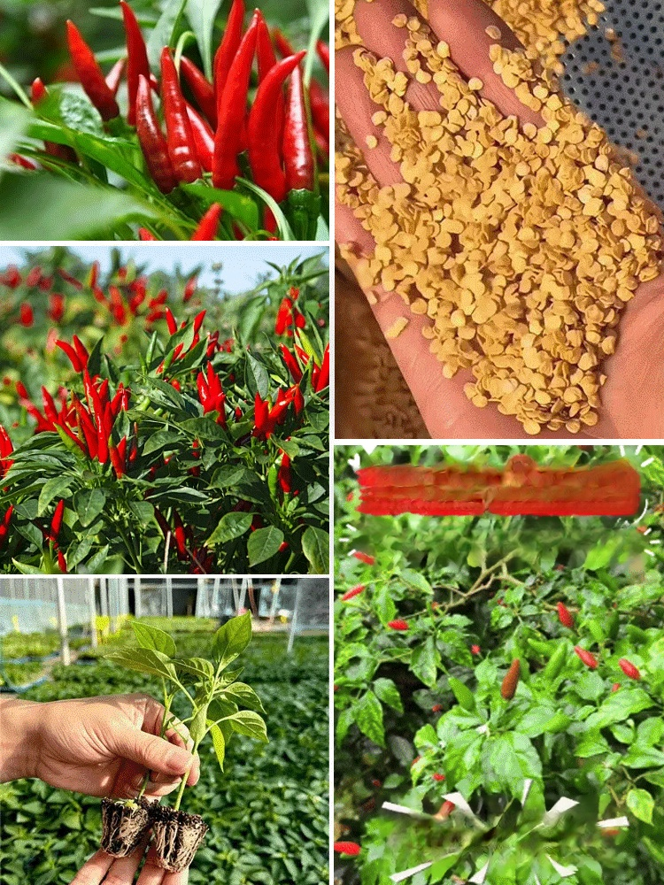 【เด็ดไม่แพ้】เมล็ดพันธุ์พริกพันธุ์ต้านโรคที่คัดสรร อัตราการงอก 99% ต้านทานโรคเยี่ยม ปลูกครั้งเดียวเก็บได้ทั้งปี