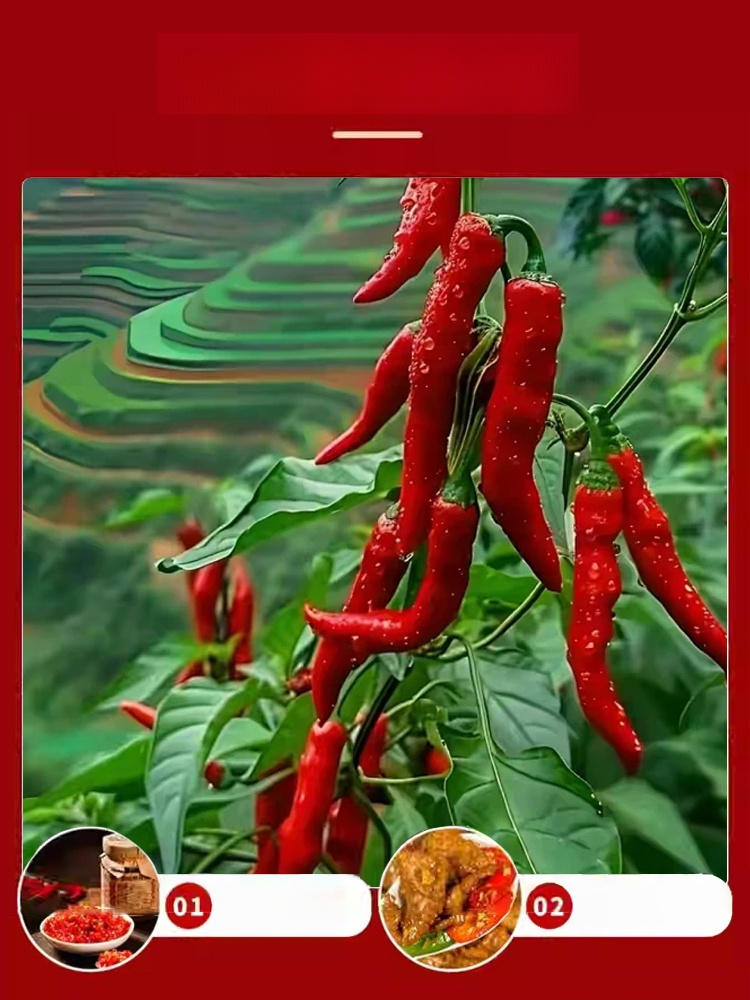 【เด็ดไม่แพ้】เมล็ดพันธุ์พริกพันธุ์ต้านโรคที่คัดสรร อัตราการงอก 99% ต้านทานโรคเยี่ยม ปลูกครั้งเดียวเก็บได้ทั้งปี