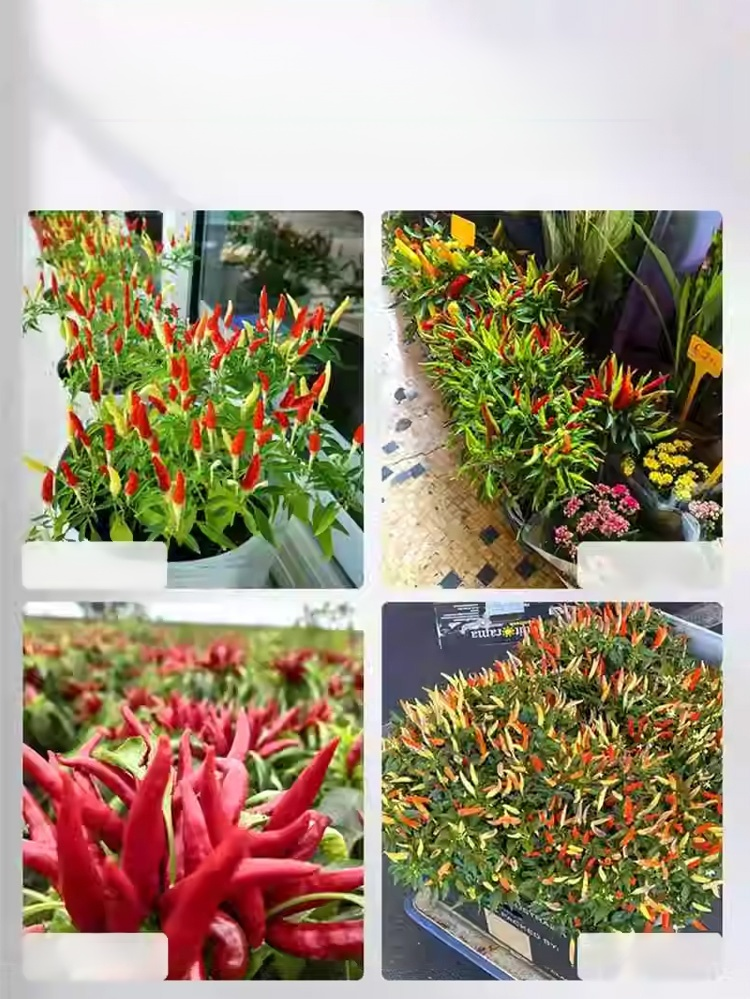 【เด็ดไม่แพ้】เมล็ดพันธุ์พริกพันธุ์ต้านโรคที่คัดสรร อัตราการงอก 99% ต้านทานโรคเยี่ยม ปลูกครั้งเดียวเก็บได้ทั้งปี
