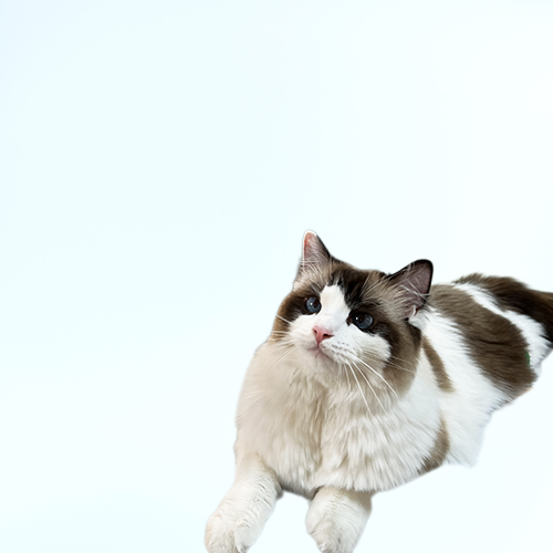 摩寵貓包寵物背包外出籠子便攜雙肩透氣寵物用品貓咪包