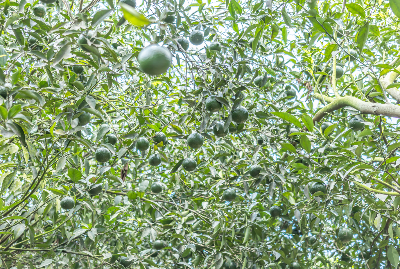 First Lantern Original-Branch Fine-Leaf Oil-Skin Tree Ownership Plan