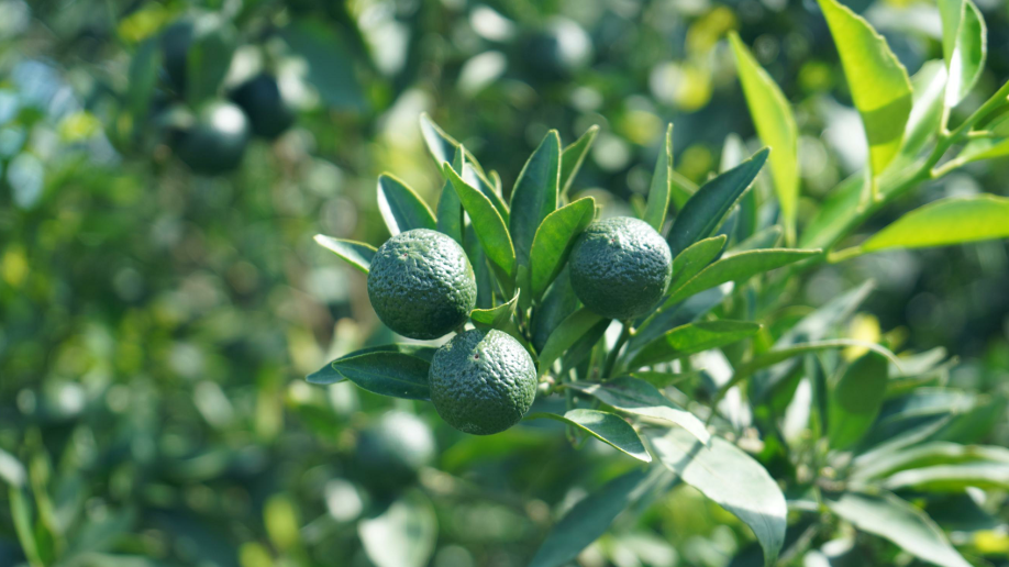First Lantern Original-Branch Fine-Leaf Oil-Skin Tree Ownership Plan