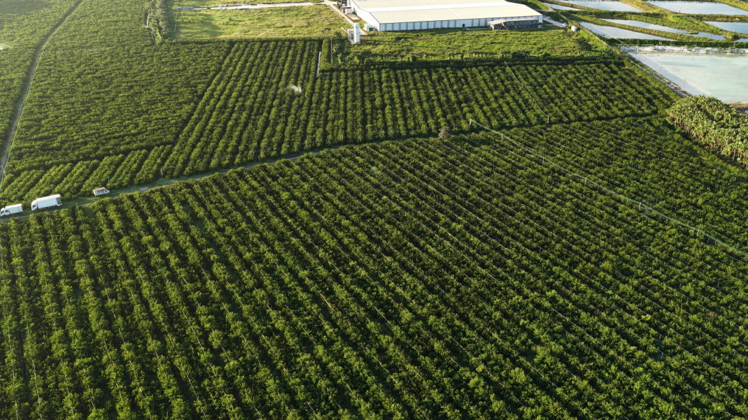 First Lantern Original-Branch Fine-Leaf Oil-Skin Tree Ownership Plan