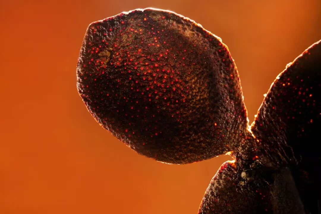 First Lantern Original-Branch Fine-Leaf Oil-Skin Tree Ownership Plan