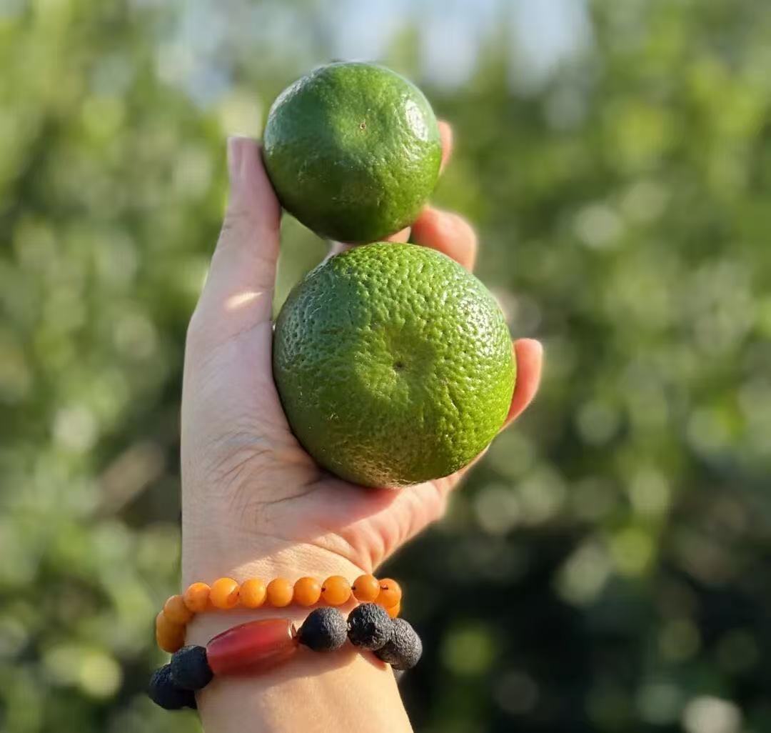 First Lantern Original-Branch Fine-Leaf Oil-Skin Tree Ownership Plan