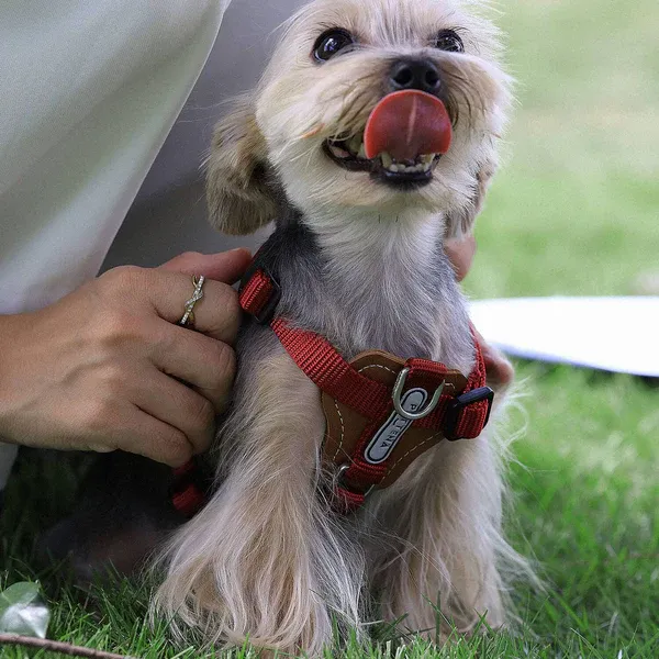 PETTENA 강아지용 리드 어깨 걸이 가방 포함 3종 세트