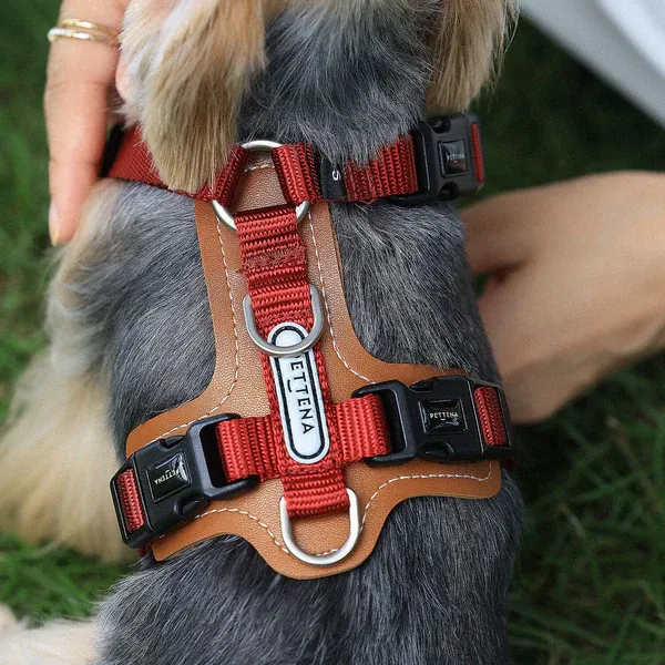 PETTENA 강아지용 리드 어깨 걸이 가방 포함 3종 세트