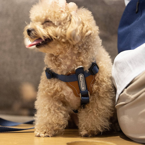 PETTENA 강아지용 리드 어깨 걸이 가방 포함 3종 세트