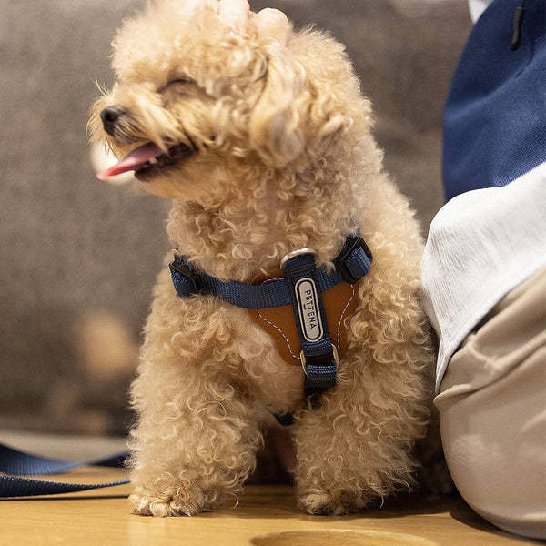 PETTENA 강아지용 리드 어깨 걸이 가방 포함 3종 세트