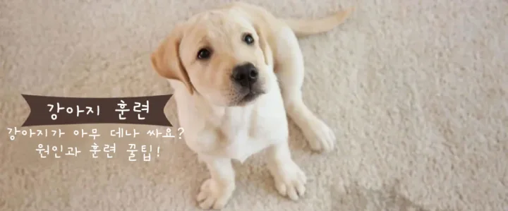 강아지가 화장실 밖에서 소변을 보는 이유와 원인 분석, 훈련 팁 | PETTENA