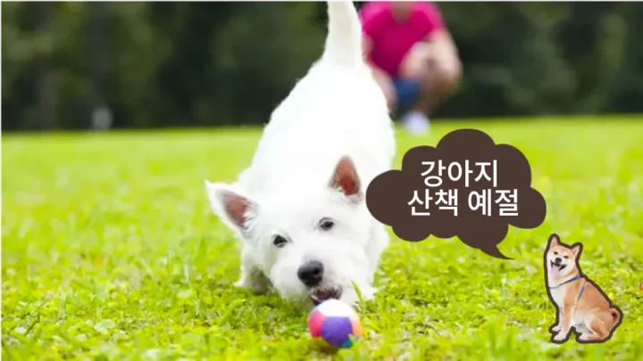 펫테나 강아지 공원에서 무엇을 놀 수 있을까? 초보자를 위한 가이드: 준비물, 강아지 훈련 방법 및 문제 행동 대응 | PETTENA