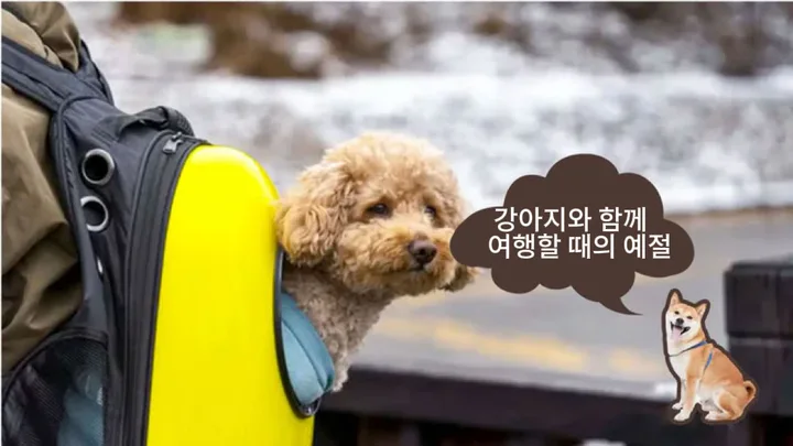 펫테나 반려견과 함께하는 여행, 무엇을 준비해야 할까? | PETTENA