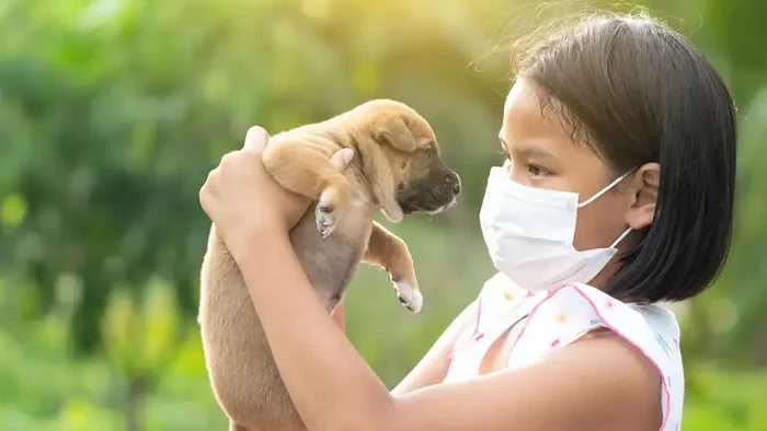 펫테나 블로그 | 강아지가 사람의 감기에 걸릴 수 있을까? 감염 위험과 예방 방법 해설