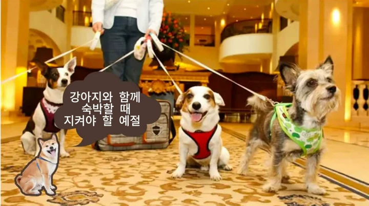 펫테나 반려동물 동반 시 가져갈 물품, 주의사항 및 펫 프렌들리 호텔 선택 팁 | PETTENA
