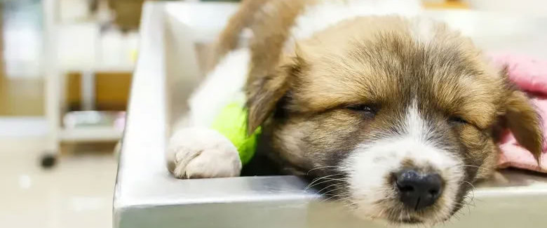 강아지 신장병, 완치될 수 있을까? 신장병 증상과 단계별 치료 간단 안내